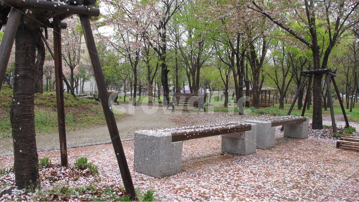 벚꽃,비,벤치,flower,rainy,꽃잎,봄,계절,spring,season,furniture,가구,bench