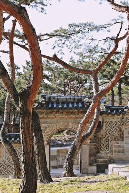 소나무,pinetree,궁,한옥,koreanstylehouse,apalace,한국전통,한국문화,korean traditional,korean culture,랜드마크,landmark,tourist attraction,한국랜드마크,한국관광지,한국명소,korea landmark,korea tourist attraction,식물,자연,plants,nature,나무,trees,wood,감성,sensible,feeling