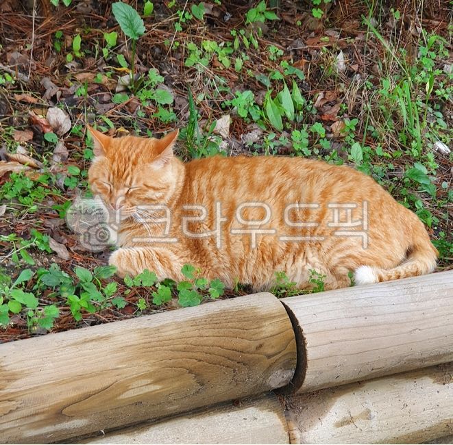 동물,고양이,애완동물,길고양이,animal