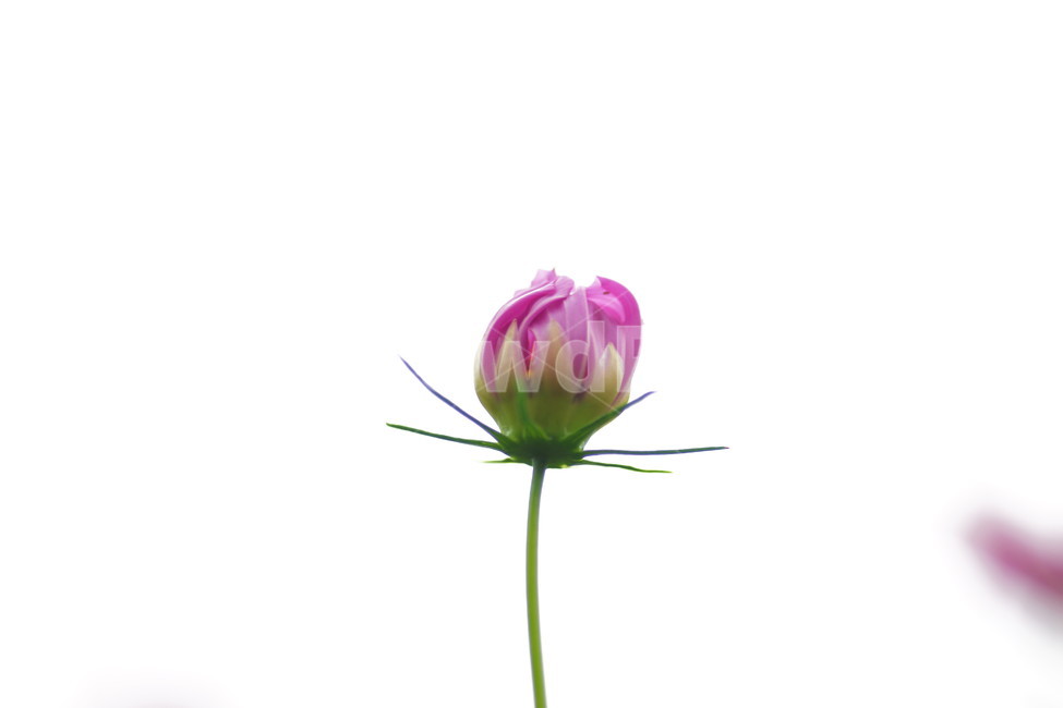 식물,plant,blossom,꽃,flower,코스모스,식물,자연,plants,nature,꽃,flower