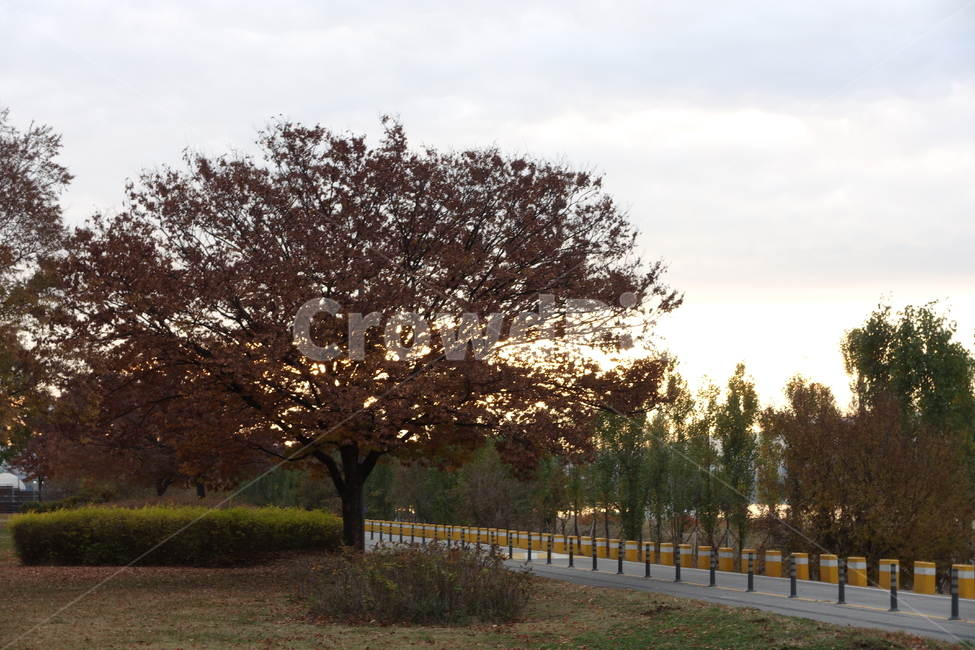 한강,공원,이촌공원,자전거길,나무,tree,식물,plant,가을,계절,fall,autumn,season
