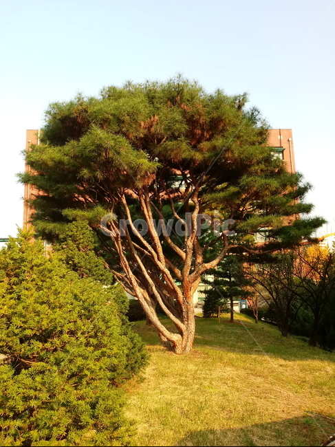 소나무,적송,솔잎,식물,plant,tree,나무줄기,식물,자연,plants,nature