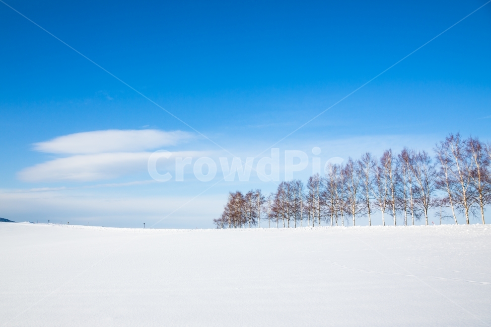 파란하늘,겨울,눈,폭설,설경,자연,풍경,비에이,홋카이도,겨울,계절,winter,season,자연,풍경,nature,landscape,outdoors,옥외