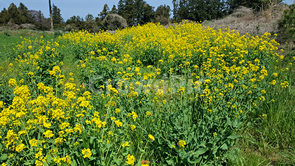 유채꽃,plant,식물,outdoors,옥외,grassland,농촌,목초지,farm