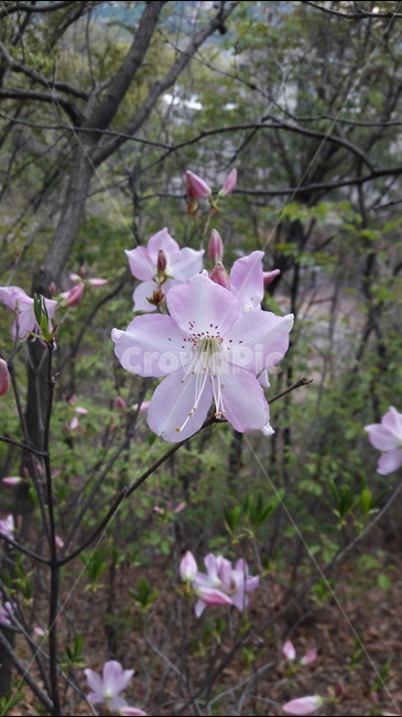 봄,자연,꽃,철쭉,산,식물,자연,plants,nature,꽃,flower