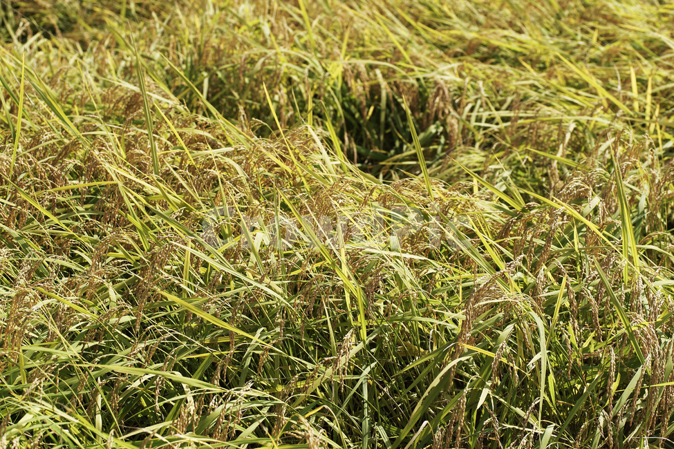 벼,쌀,곡식,주식,결실,이삭,벼이삭,논,농업,가을,식물,자연,plants,nature