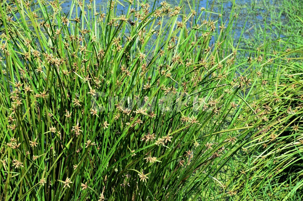 송이고랭이,타래골,참송이골,사촛과,습지식물,식물,자연,plants,nature