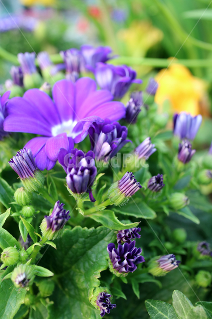 꽃,flowers,봄,계절,식물,자연,꽃밭,정원,아름다움,뷰티,배경이미지,백그라운드,배경,클로즈업,가드닝,텃밭,화려한,꽃잎,꽃송이,꽃봉오리,보라,보라색꽃,식물,자연,plants,nature,꽃,flower