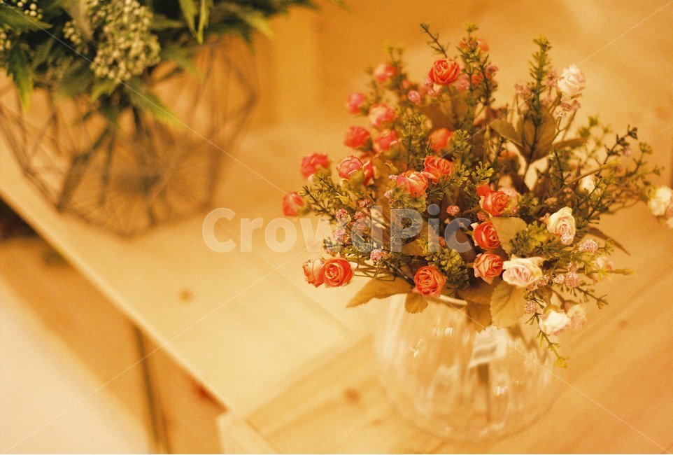 인테리어,식물,감성사진,필름사진,꽃,식물,자연,plants,nature,꽃,flower,실내용화초,화분,화초,house plant,감성,sensible,feeling