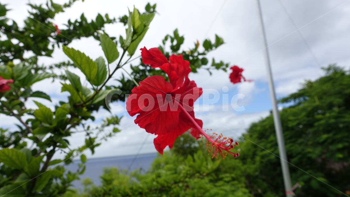 자연,nature,꽃,히비스커스,flower,red,blossom,summer,여름,휴가,vacation,휴양지,태평양,남태평양,뉴칼레도니아,열대,빨강,리푸섬