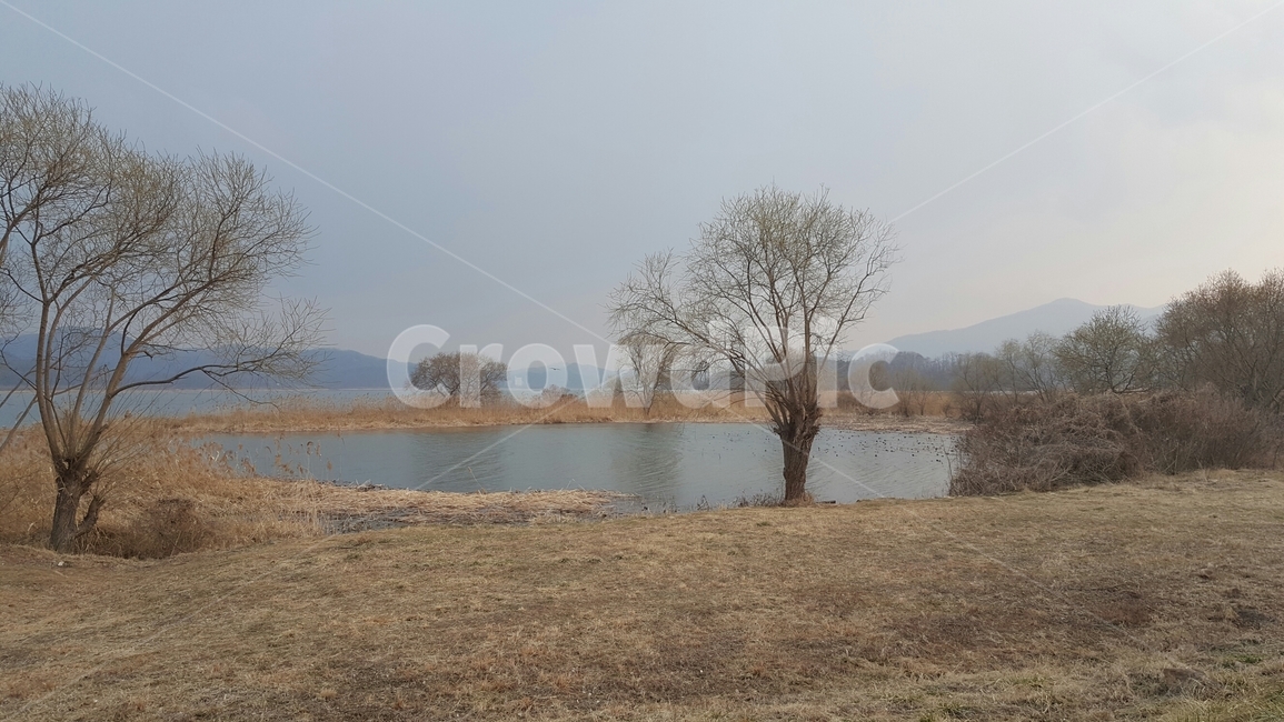 두물머리,쓸쓸함,나무,뗏목,호주,외로움,lake,나홀로나무,가을