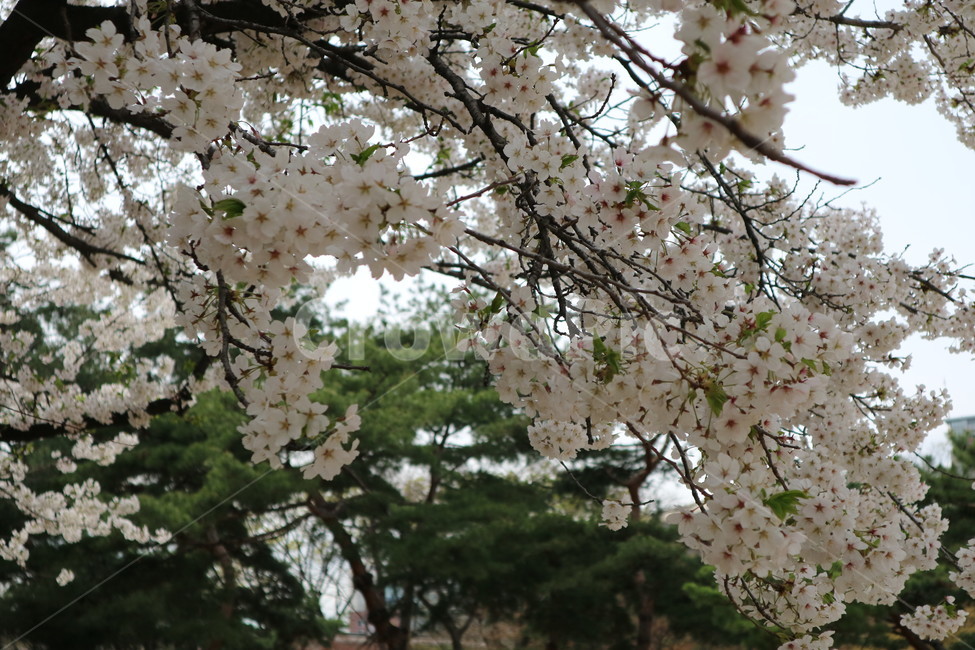벚꽃,나무,봄,꽃,풍경,봄,계절,spring,season,식물,자연,plants,nature,꽃,flower,plant,blossom,cherry blossom