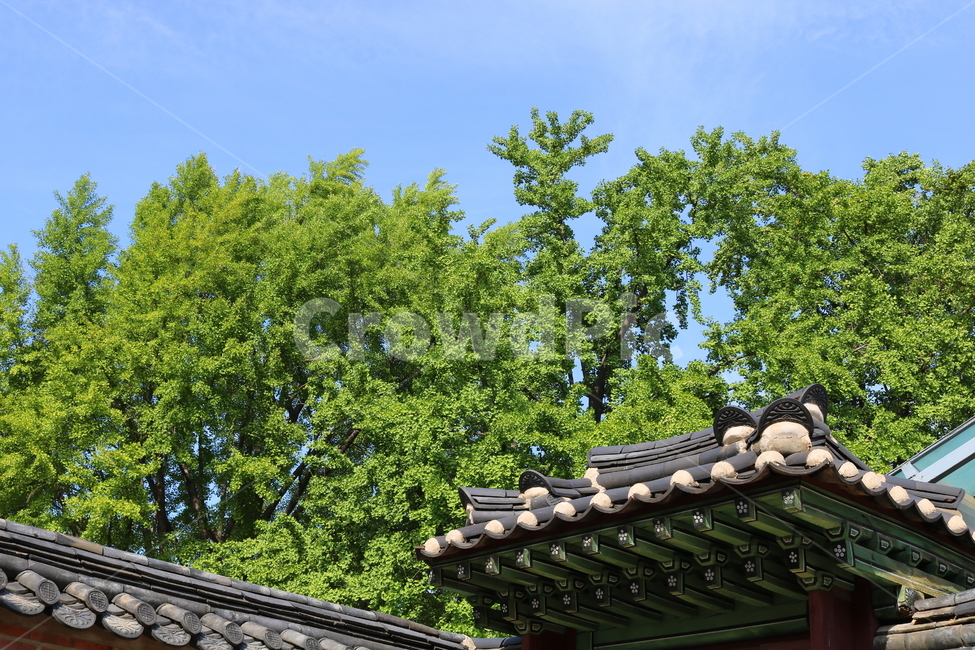 경복궁,고궁,기와지붕,광화문,옛날집,서울,나무,한국전통,한국문화,korean traditional,korean culture,랜드마크,landmark,tourist attraction,한국랜드마크,한국관광지,한국명소,korea landmark,korea tourist attraction,건축물,건물외관,exterior,building,structure,architecture,construction
