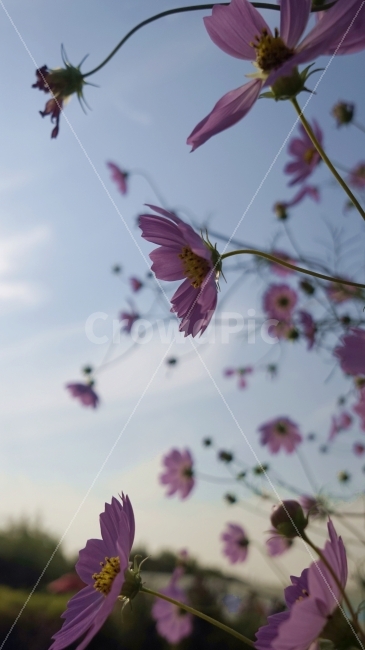 공원,하늘,꽃,코스모스,가을,감성,식물,자연,plants,nature,가을,계절,fall,autumn,season,꽃,flower,plant,petal,꽃잎,blossom