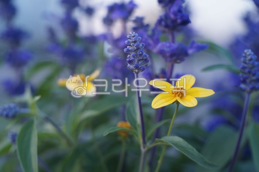 꽃,식물,plant,보라,노란꽃,보라색꽃