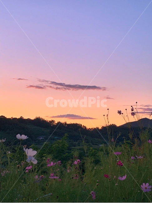 노을,sunset,꽃,flowers,코스모스,가을,풍경,자연,풍경,nature,landscape