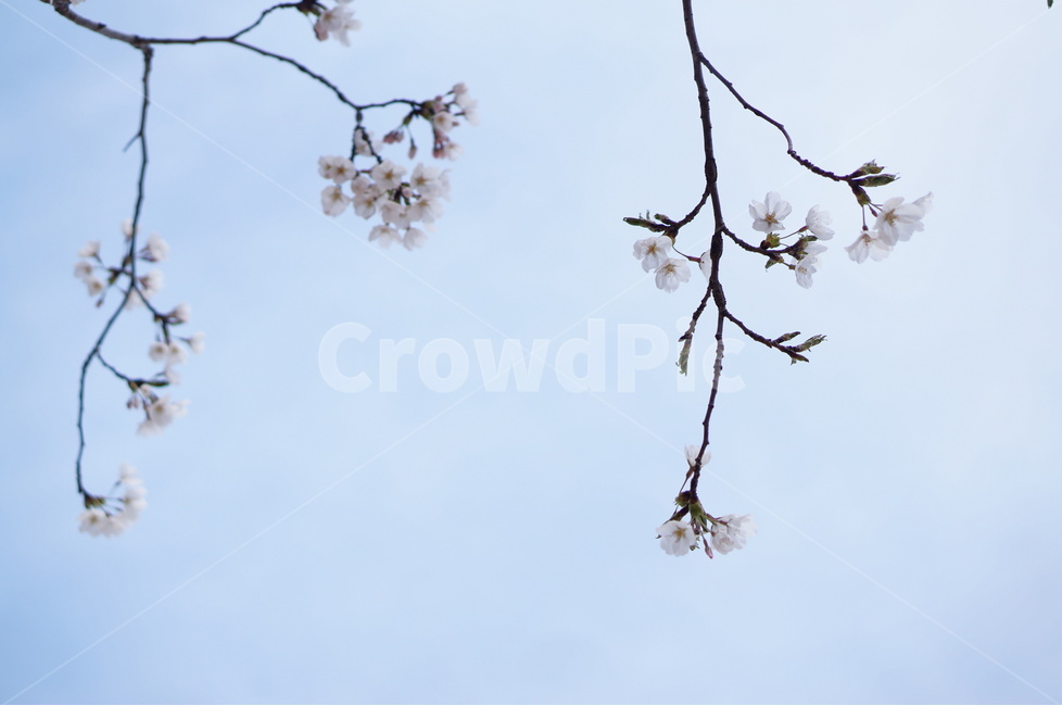 벗꽃,흰구름,4월,파랑하늘,하늘하늘,맑음,봄,계절,spring,season,식물,자연,plants,nature,꽃,flower,plant,blossom