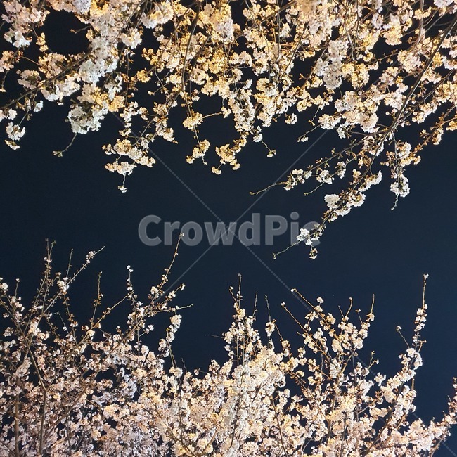 blossom,벚꽃,꽃,flowre,풍경