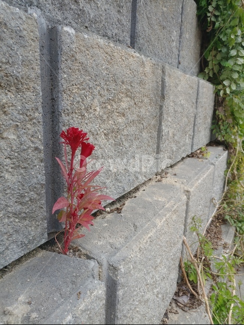 담,꽃,붉은꽃,빨란색,틈,돌,식물,자연,plants,nature