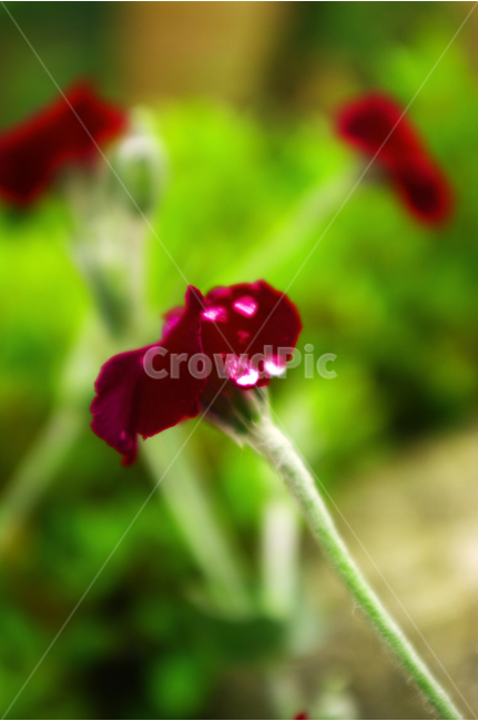 우단동자,식물,꽃,flower,color,자연,nature,식물,자연,plants,nature,꽃,flower