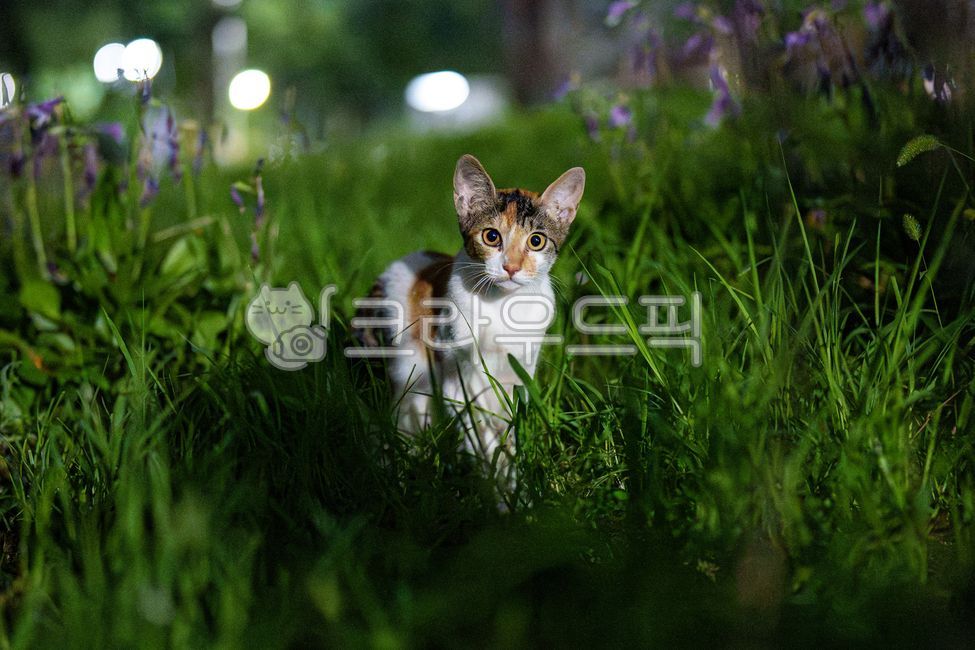 cat,tricolor,stray cat,tricolor cat,grass,wild cat