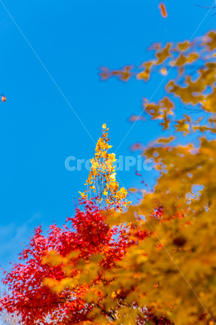 가을,낙엽,숲,단풍,하늘,힐링,자연,풍경,가을,계절,fall,autumn,season,자연,풍경,nature,landscape,tree,나무,plant,식물,ornament,장식