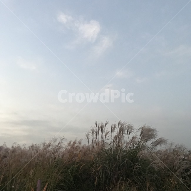 억새,식물,풀,하늘,구름,plant,sky,blue,white,green