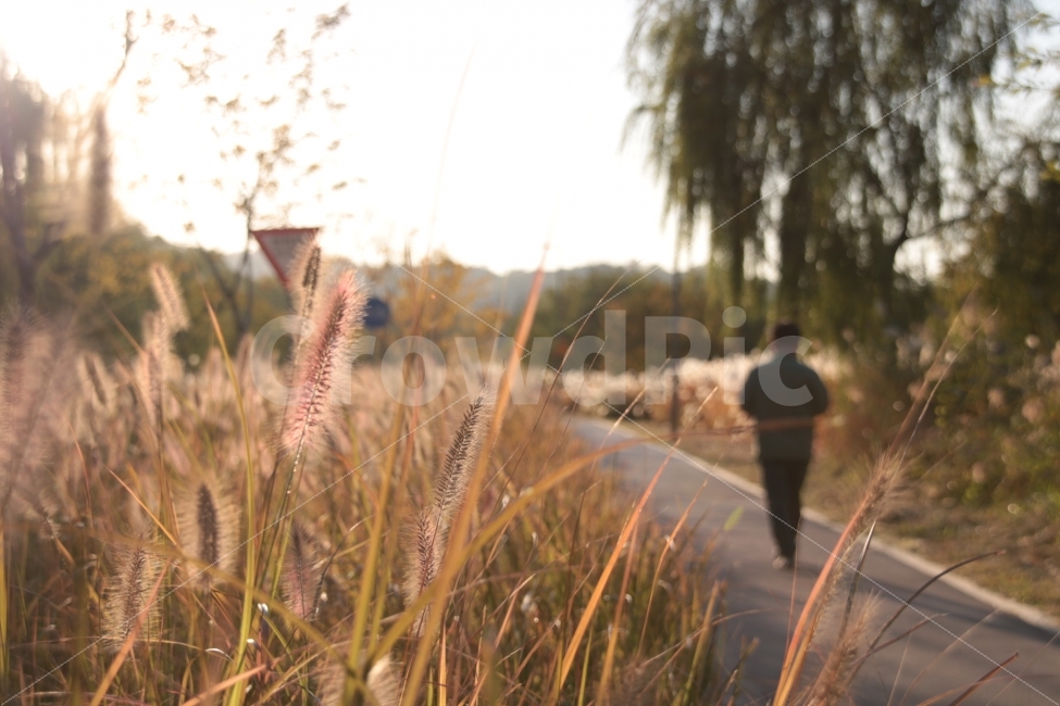 산책,갈대,11월,가을,서울,4시,노을,여행,자연,가을,계절,fall,autumn,season,식물,자연,plants,nature,사람,인물,인간,human,person,사람들,대중,군중,other people,crowd,인물실루엣,사람실루엣,character silhouette,human silhouette,고독함,외로움,쓸쓸함,우울함,슬픔,lonely,solitary,grass,잔디,plant