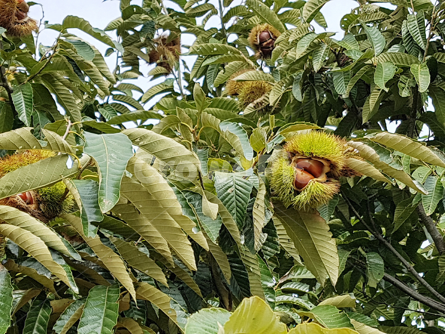 밤,밤나무,가을,열매,과일,잎,나무,나무잎,밤송이,과일,열매,fruit