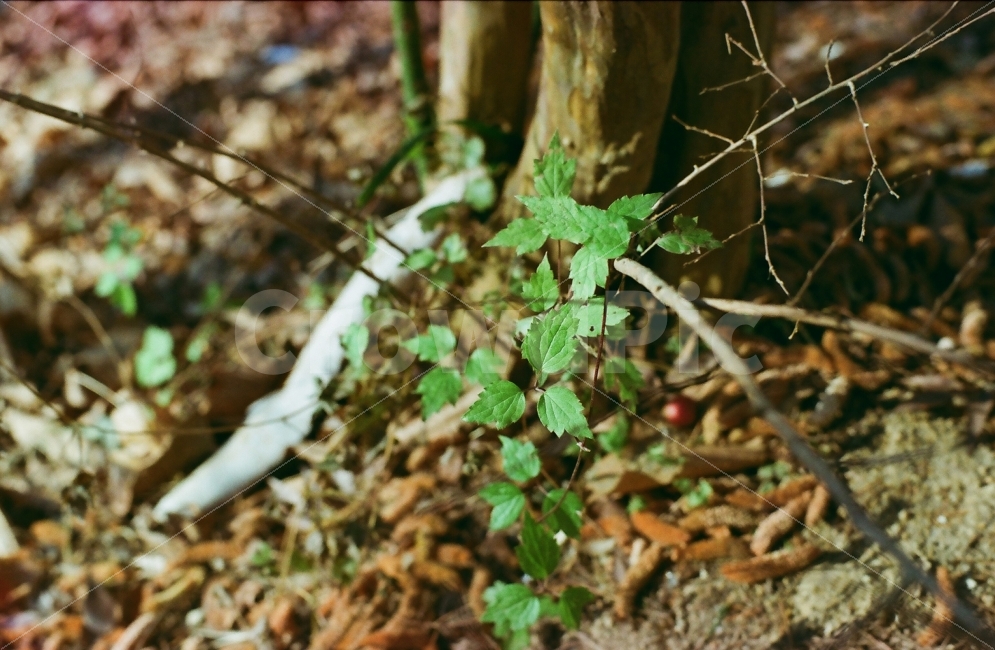 자연,풀,필름사진,감성,따뜻함,식물,자연,plants,nature