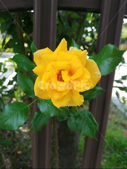 장미,rose,꽃,flower,노란장미