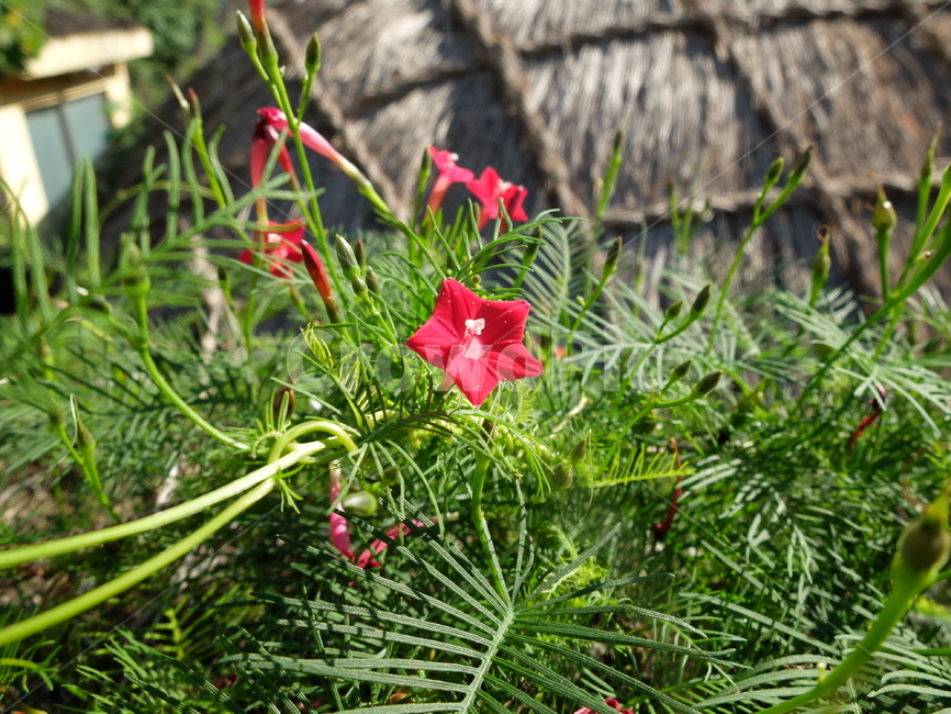 이중섭거주지,유홍초,초가지붕,꽃,덩굴,식물,자연,plants,nature,꽃,flower
