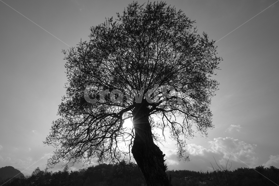 나무,나무나이,노수,멋있는나무,외로움,식물,자연,plants,nature,나무,trees,wood,흑백,모노톤,monochrome,black and white