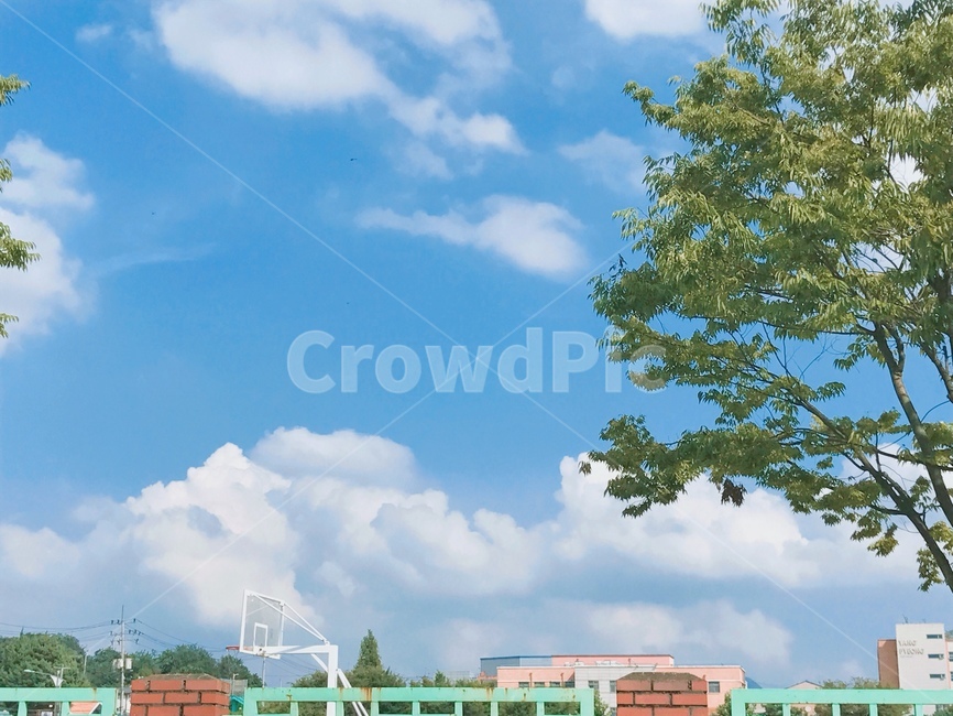 plant,식물,tree,나무,sky,하늘,cloud,구름,자연,풍경,nature,landscape