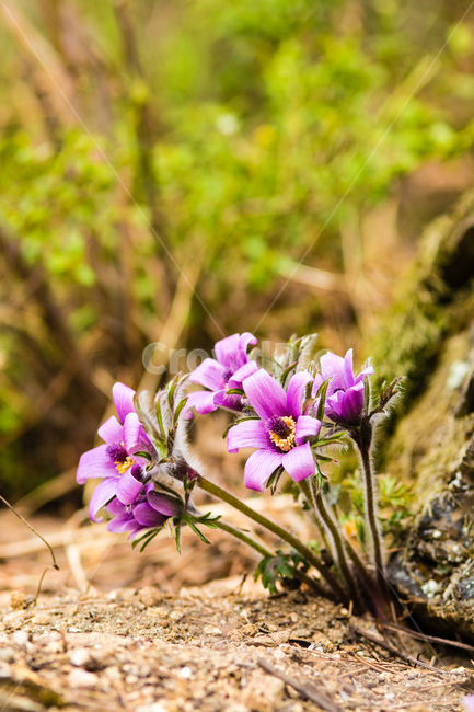 봄,꽃,동강할미꽃,동강,강,식물,자연,할미꽃,바위,식물,자연,plants,nature,꽃,flower