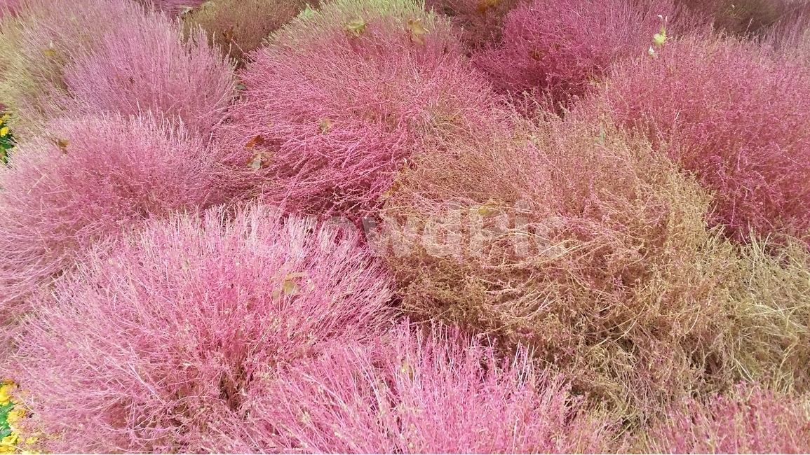 식물,댑싸리,분홍,핑크,화단,식물,자연,plants,nature