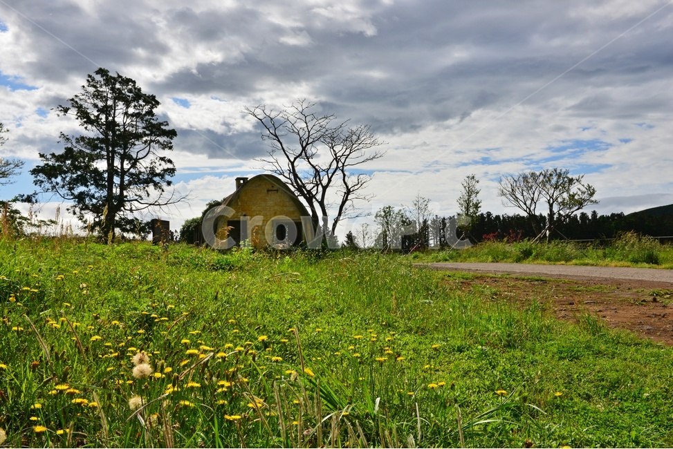 scenery,풍경,outdoors,옥외,landscape,경치,plant,식물,tree,나무,field,들,grassland,목초지,nature,자연,treetrunk,나무줄기,제주도,이시돌목장,목장,꽃