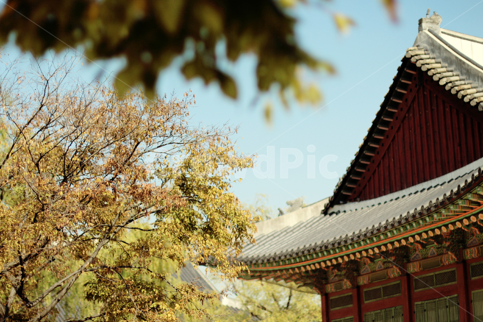 경복궁,가을경복궁,문화재,문화유산,감성사진,한국전통,한국문화,korean traditional,korean culture,건축물,건물외관,exterior,building,structure,architecture,construction