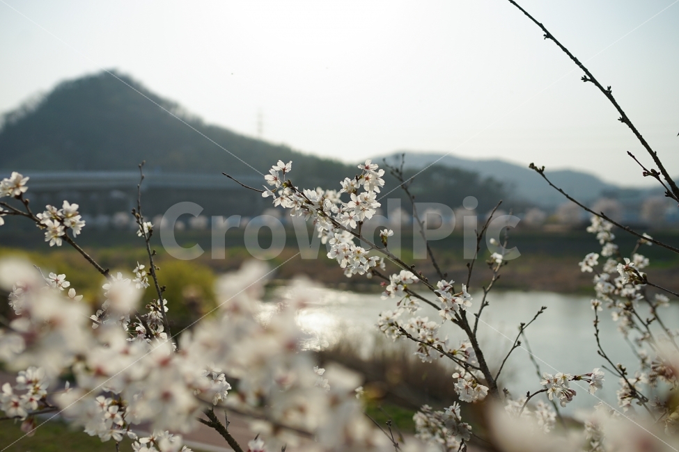 벚꽃,꽃,대전,봄,자연,nature,spring,flower,korea,한국,봄,계절,spring,season,식물,자연,plants,nature,꽃,flower,plant,blossom