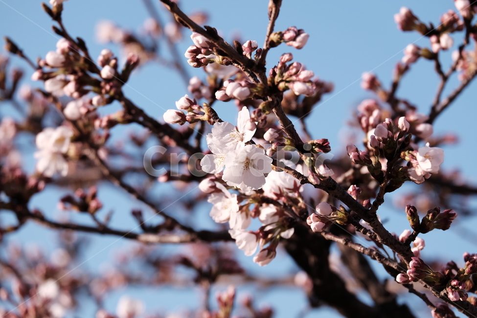 벚꽃,봄꽃,cherryblossom,flower,spring,봄하늘,하늘,봄,계절,spring,season,식물,자연,plants,nature,꽃,flower,plant,blossom