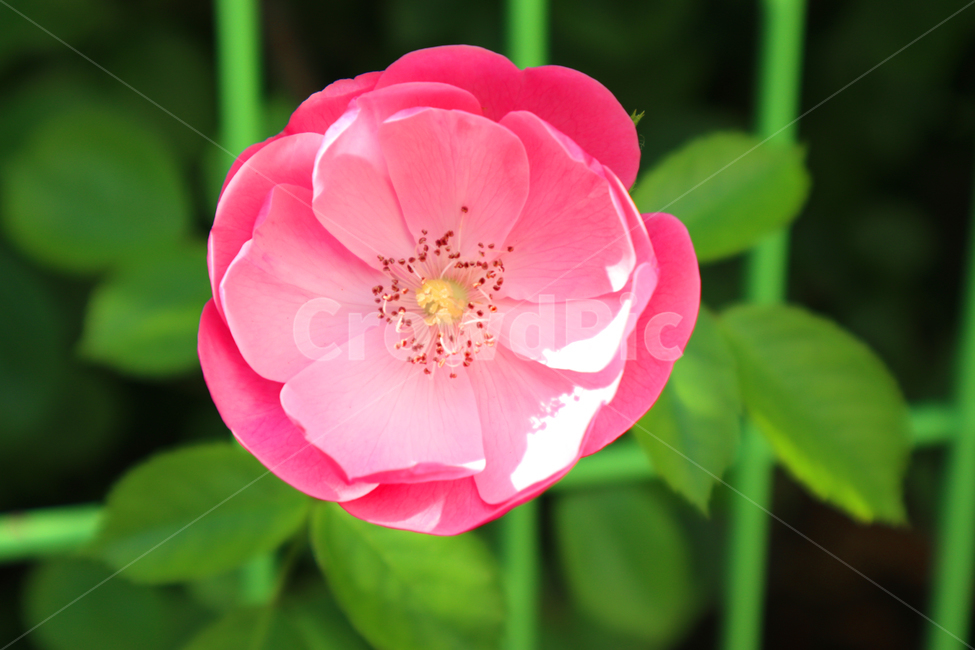 꽃,식물,봄,플라워,flower,장미꽃,장미,식물,자연,plants,nature,꽃,flower