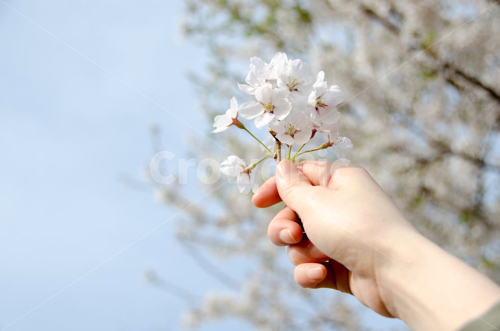 벚꽃,봄,손,하늘,자연,꽃,계절,휴식,꽃잎,배경,아름다운,아름다움,개화,분기,야외,그리움,기쁨,컨셉,휴가,봄,계절,spring,season