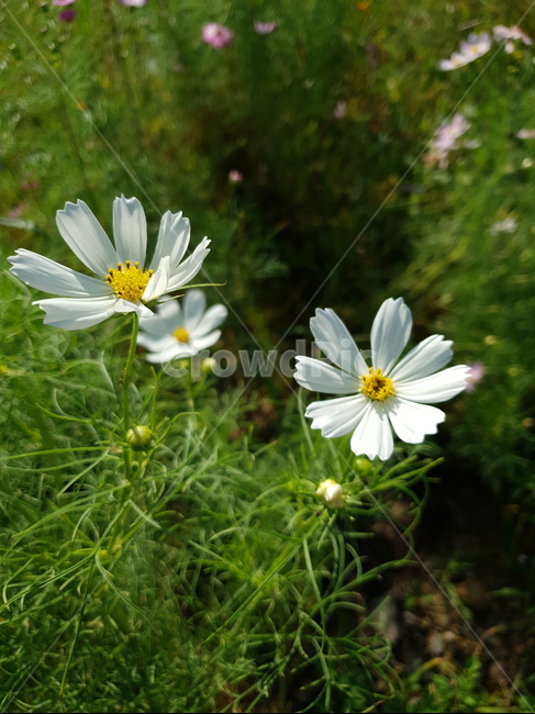 식물,plant,pollen,화분,blossom,flower,꽃,daisies,daisy,데이지,코스모스,가을,가을꽃,가을들판,9월,흰색코스모스,흰색꽃,화이트,화이트코스모스,화이트플라워,식물,자연,plants,nature,꽃,flower