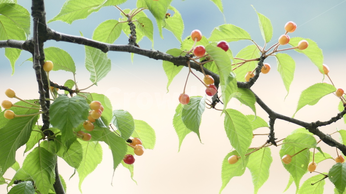 산수유,열매,과일,농촌,여름,풍요,시원,한약재,건강,나무잎