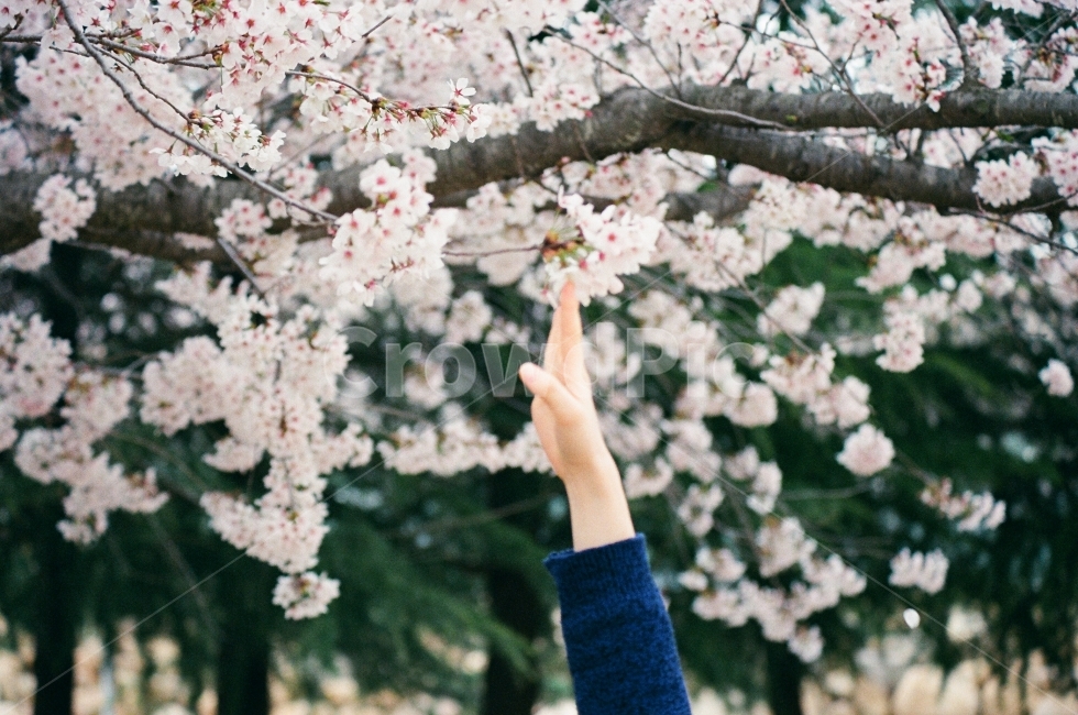 벚꽃,봄,감성사진,필름사진,계절,색감,봄,계절,spring,season,사람,인물,인간,human,person,신체일부,몸,body,감성,sensible,feeling,plant,식물,blossom,꽃,flower