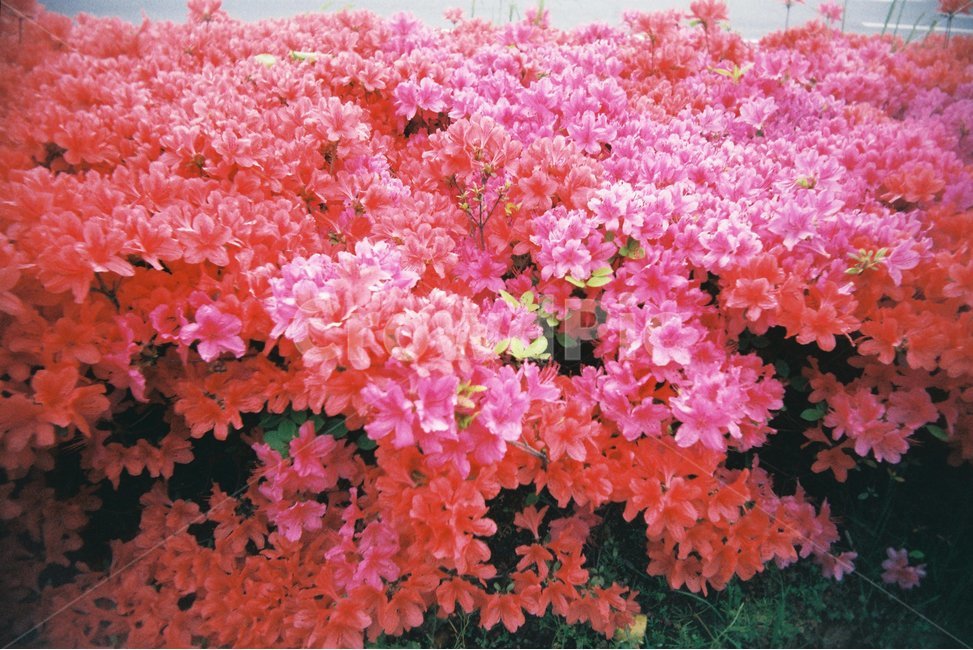 풍경,철쭉,철쭉꽃,만개,꽃,분홍꽃,빨간꽃,분홍색,빨간색,핑크,봄,꽃밭,풍성하다,식물,자연,plants,nature,꽃,flower