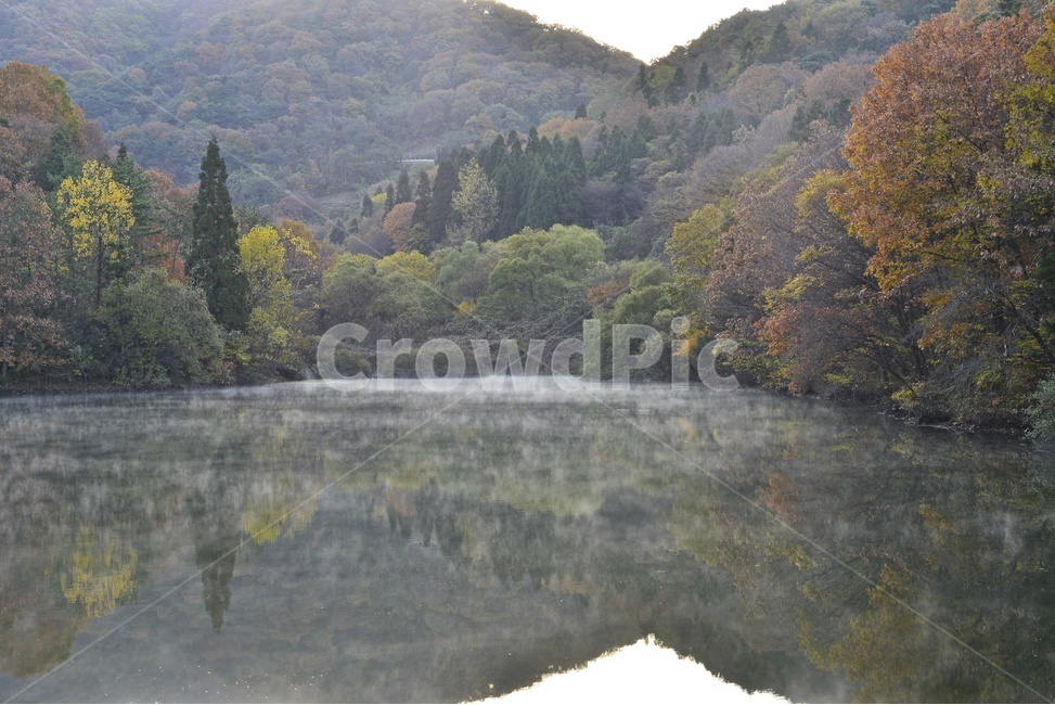 전남,화순,세량지,세량지가을,세량지추색,물안개,경치,경관,풍경,weather,날씨,저수지,반영,plant,식물,tree,나무,fir,전나무,nature,자연,outdoors,옥외,water,물,자연,풍경,nature,landscape