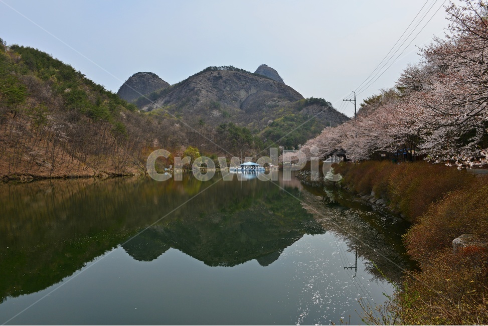 전북,진안,탑영제,마이산,저수지,반영,벚꽃,봄,nature,자연,봄,계절,spring,season,자연,풍경,nature,landscape,한국자연풍경,한국자연경관,korea nature landscape