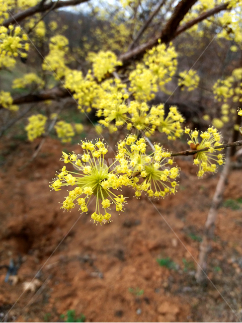 산수유,꽃나무,봄꽃,만개,노란꽃,봄나무,꽃망울,한국꽃,식물,자연,plants,nature,꽃,flower