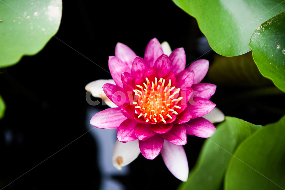 plant,식물,flower,꽃,blossom,식물,자연,plants,nature,꽃,flower